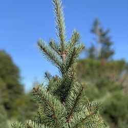 Joiner Tree Farm