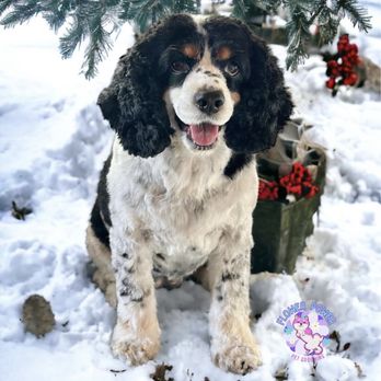 Flower Power Pet Grooming - Maya - Pet Groomers Near Me