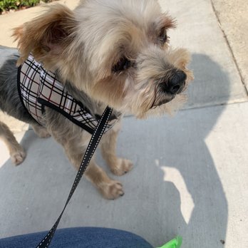 Pups N Such - Pet Groomers Near Me - King City, California Pups N Such - Pet Groomers Near Me - King City, California