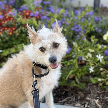 Jordan's Happy Pups - Dog Walkers Near Me - San Clemente, California Jordan's Happy Pups - Dog Walkers Near Me - San Clemente, California