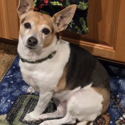 Pawsh Paws Pet Parlor