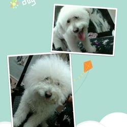 All Valley Pet Grooming and Spa