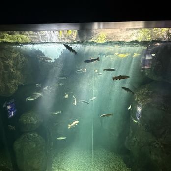 Tennessee Aquarium - Aquariums Near Me - Chattanooga, Tennessee Tennessee Aquarium - Aquariums Near Me - Chattanooga, Tennessee