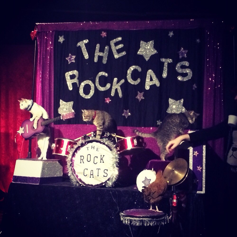 Frenetic Theater - The amazing Rockcats from the Actocats/Cat Circus. - Performing Arts Near Me - Houston, Texas