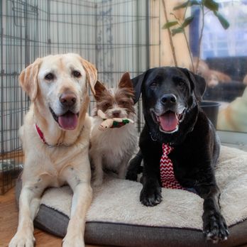 Doggy Doolil Daycare - Pet Training Near Me - Surrey, British Columbia Doggy Doolil Daycare - Pet Training Near Me - Surrey, British Columbia