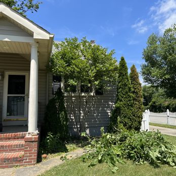 Rob's Tree Service - Before - Tree Services Near Me - Medford, New Jersey