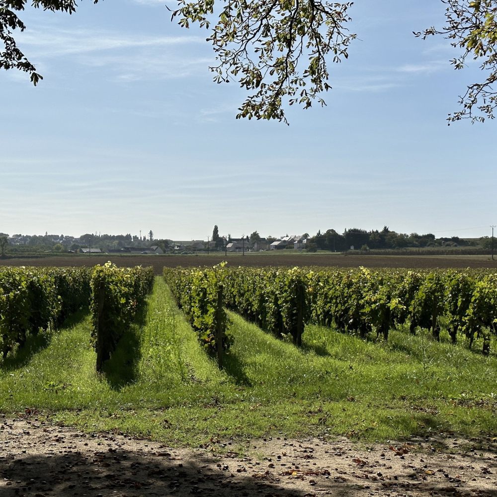 Château de la Grille - Their vineyards - Wineries Near Me - Chinon, 37 Château de la Grille - Their vineyards - Wineries Near Me - Chinon, 37