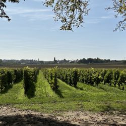 Château de la Grille - Their vineyards