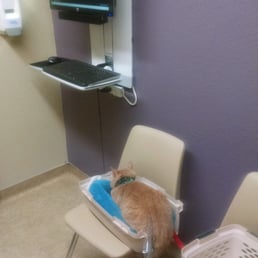 Our cat, waiting for his x-rays to appear. Our cat, waiting for his x-rays to appear.