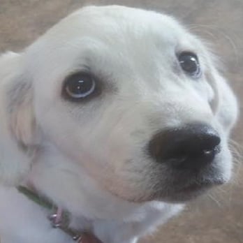 Pet Medical Services - Veterinarians Near Me - Orem, Utah Pet Medical Services - Veterinarians Near Me - Orem, Utah