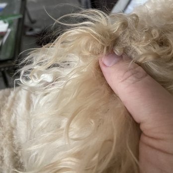 The Dapper Dog - Pet Groomers Near Me - Boise, Idaho The Dapper Dog - Pet Groomers Near Me - Boise, Idaho