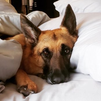Coastal German Shepherd Rescue - Poppytheed doing a cuddles - Animal Shelters Near Me - Lake Forest, California Coastal German Shepherd Rescue - Poppytheed doing a cuddles - Animal Shelters Near Me - Lake Forest, California