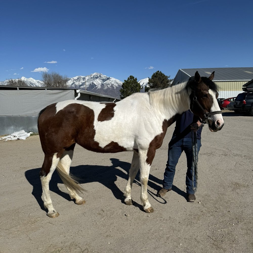Horse Lover's Haven - Outside - Horse Boarding Near Me - Bluffdale, Utah Horse Lover's Haven - Outside - Horse Boarding Near Me - Bluffdale, Utah