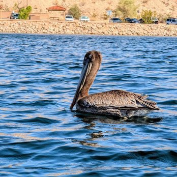 Kayak Lake Mead - Brown Pelican seen near the Willow Beach Marina - Tours Near Me - Las Vegas, Nevada Kayak Lake Mead - Brown Pelican seen near the Willow Beach Marina - Tours Near Me - Las Vegas, Nevada