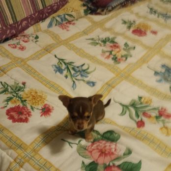 Galbraith Wyatt DVM - Before I was 8 weeks old! - Veterinarians Near Me - Pulaski, Tennessee Galbraith Wyatt DVM - Before I was 8 weeks old! - Veterinarians Near Me - Pulaski, Tennessee