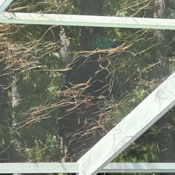 Bruno’s Outdoor - The guy climbing the tree to cut it! - Tree Services Near Me Bruno’s Outdoor - The guy climbing the tree to cut it! - Tree Services Near Me