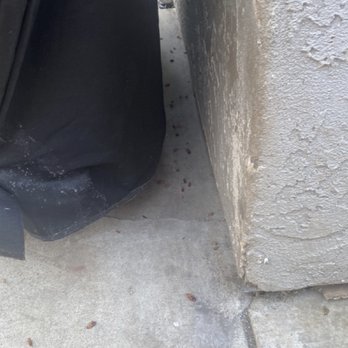 Invitation Homes - Scores of dead roaches. This was 10 days after we moved in. - Property Management Near Me - Glendale, California Invitation Homes - Scores of dead roaches. This was 10 days after we moved in. - Property Management Near Me - Glendale, California