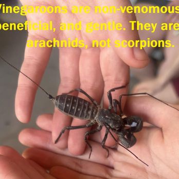 The Bug Gals - Holding a vinegaroon, AKA whip spider (I added a caption to quell fears) - Petting Zoos Near Me