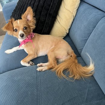 Vinny’s Wolfpack - Pet Groomers Near Me