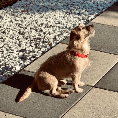 One Tail at a Time - PDX by null