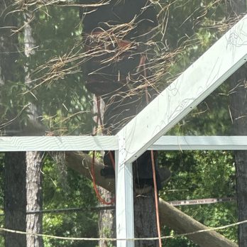 Bruno’s Outdoor - Tree climber - Tree Services Near Me Bruno’s Outdoor - Tree climber - Tree Services Near Me
