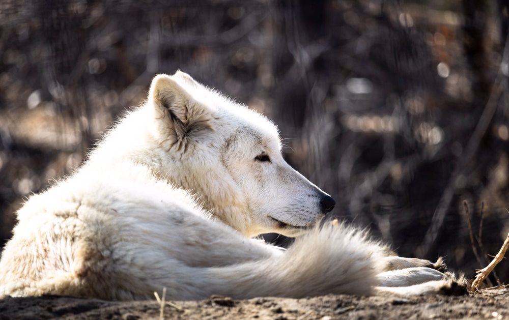 ZOOMONTANA 114 Photos & 36 Reviews Zoos 2100 S Shiloh Rd