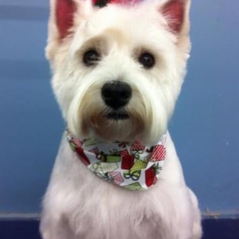 Anthony's For Dogs Only - Pet Groomers Near Me - Niagara Falls, Ontario
