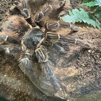 Butterfly Pavilion - Museums Near Me - Westminster, Colorado