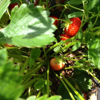 Salem Berry Farm - Farms Near Me - Virginia Beach, Virginia