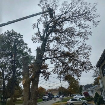 Darrin's Tree Service - Tree Services Near Me - East Hanover, New Jersey Darrin's Tree Service - Tree Services Near Me - East Hanover, New Jersey