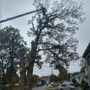 Photo of Darrin's Tree Service