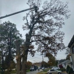 Darrin's Tree Service