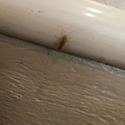 Captain D's - That's a cockroach.