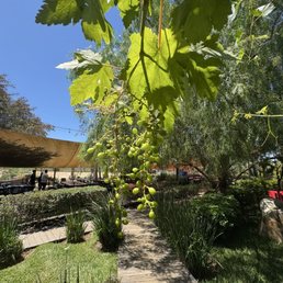 Grape vines in the patio