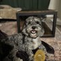 Photo of Barkshire Boarding