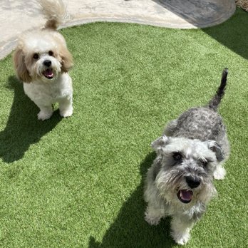 Posh Pet Cuts - Pet Groomers Near Me - Glendora, California Posh Pet Cuts - Pet Groomers Near Me - Glendora, California