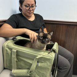 Tropicana Animal Hospital - Brujita waiting to be seen by tech!