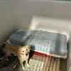 Pet Bazaar NC gift card