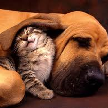 The Kindness Animal Hospital - Veterinarians Near Me - Ossipee, New Hampshire The Kindness Animal Hospital - Veterinarians Near Me - Ossipee, New Hampshire