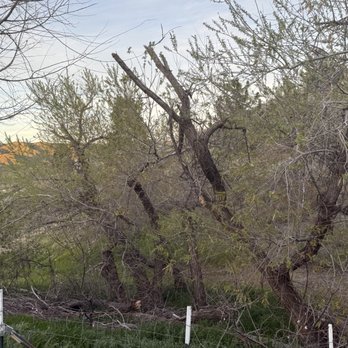 Jose Munoz Tree Service - Before tree removal - Tree Services Near Me