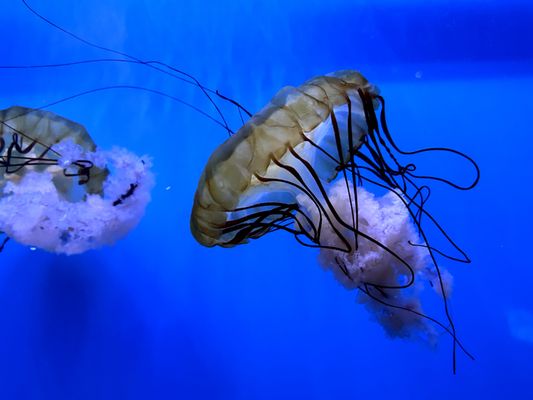 Audubon Aquarium by null