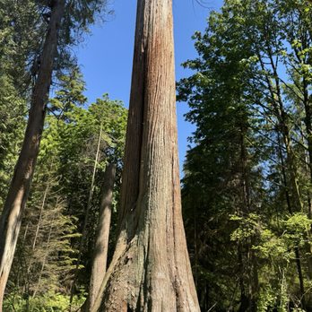 Stanley Park - Evergreens - Parks Near Me - Vancouver, British Columbia Stanley Park - Evergreens - Parks Near Me - Vancouver, British Columbia