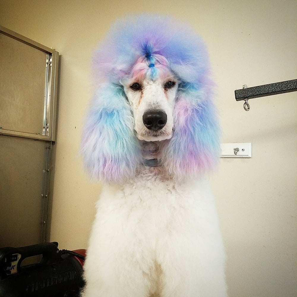 ARTISTIC PET GROOMING & BOARDING Updated October 2024 5565 Hwy 53