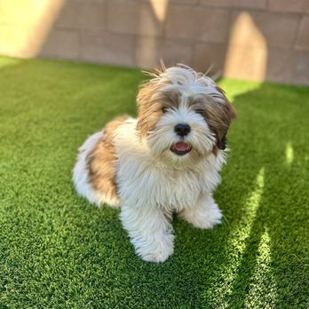 Royalty Pet Spa - This is my furry boy before. - Pet Groomers Near Me - Las Vegas, Nevada Royalty Pet Spa - This is my furry boy before. - Pet Groomers Near Me - Las Vegas, Nevada