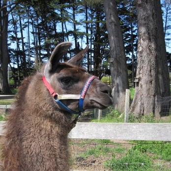 Lodging & Llamas - Cody - Guest Houses Near Me - Fort Bragg, California Lodging & Llamas - Cody - Guest Houses Near Me - Fort Bragg, California