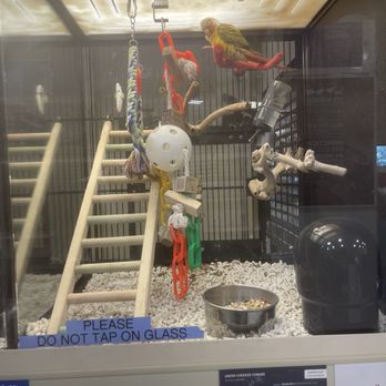 PetSmart - Very sick and depressed conure. Needs veterinary attention ASAP. - Pet Stores Near Me - Rocky Mount, North Carolina PetSmart - Very sick and depressed conure. Needs veterinary attention ASAP. - Pet Stores Near Me - Rocky Mount, North Carolina