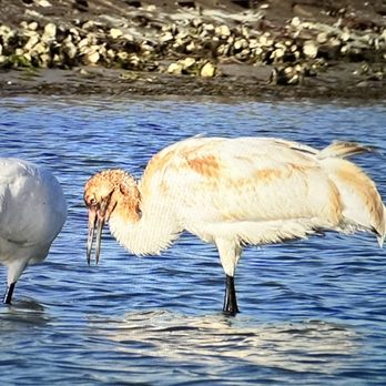Aransas Bay Birding Charters - Whooping crane colt - Tours Near Me - Rockport, Texas Aransas Bay Birding Charters - Whooping crane colt - Tours Near Me - Rockport, Texas