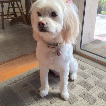 Blue Dogs Grooming - Post-Blue Dogs Grooming...they did such a great job! - Pet Groomers Near Me - Escondido, California