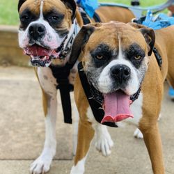 Sit Means Sit Dog Training