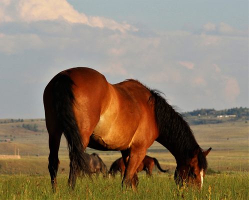 Deerwood Ranch Wild Horse EcoSanctuary by null